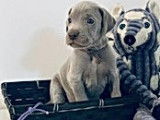 Magnifiques chiots Braques de Weimar pedigree FCI disponibles en décembre 2022 : cinq femelles et trois mâles