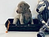 Magnifiques chiots Braques de Weimar pedigree FCI disponibles en décembre 2022 : cinq femelles et trois mâles
