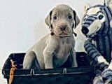 Magnifiques chiots Braques de Weimar pedigree FCI disponibles en décembre 2022 : cinq femelles et trois mâles