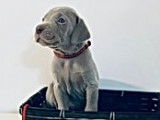 Magnifiques chiots Braques de Weimar pedigree FCI disponibles en décembre 2022 : cinq femelles et trois mâles