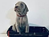 Magnifiques chiots Braques de Weimar pedigree FCI disponibles en décembre 2022 : cinq femelles et trois mâles