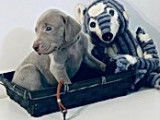 Magnifiques chiots Braques de Weimar pedigree FCI disponibles en décembre 2022 : cinq femelles et trois mâles