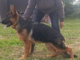 Magnifique mâle Berger Allemand de 11 mois à vendre