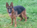 Magnifique mâle Berger Allemand de 11 mois à vendre