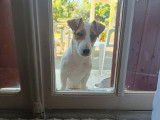 De race Jack Russell disponible pour saillie