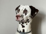 Magnifique Dalmatien LOF confirmé pour saillie