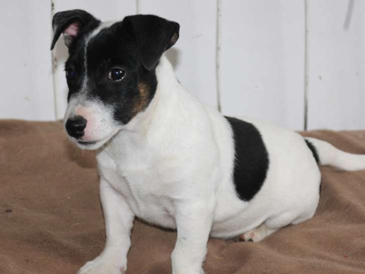 Adorable chiot Jack Russsel Terrier mâle non LOSH disponible