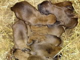 Chiots Bergers Belges Malinois pedigree NVBK disponibles en décembre 2022 : 5 femelles et 7 mâles