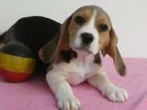 Très beaux chiots Beagle à vendre