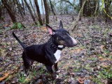 De race Bull Terrier disponible pour saillie