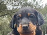 4 chiots Beauceron à vendre