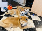 Chiots de race Akita Inu à vendre (2 mâles)
