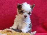 Chiot femelle Biewer Yorkshire Terrier pedigree BCF disponible en novembre 2022