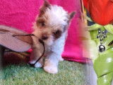 Chiot femelle Biewer Yorkshire Terrier pedigree BCF disponible en novembre 2022