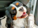 Cavalier King Charles Spaniel disponible pour saillie