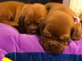 Deux imposants chiots femelles Dogue de Bordeaux pedigree FCI disponibles en décembre 2022