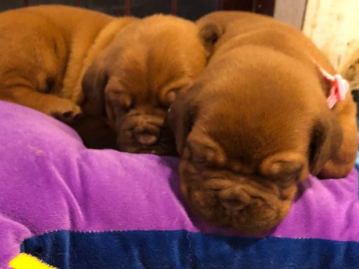 Deux imposants chiots femelles Dogue de Bordeaux pedigree FCI disponibles en décembre 2022