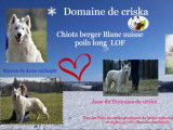 Magnifiques Bergers Blancs Suisses LOF &agrave; vendre