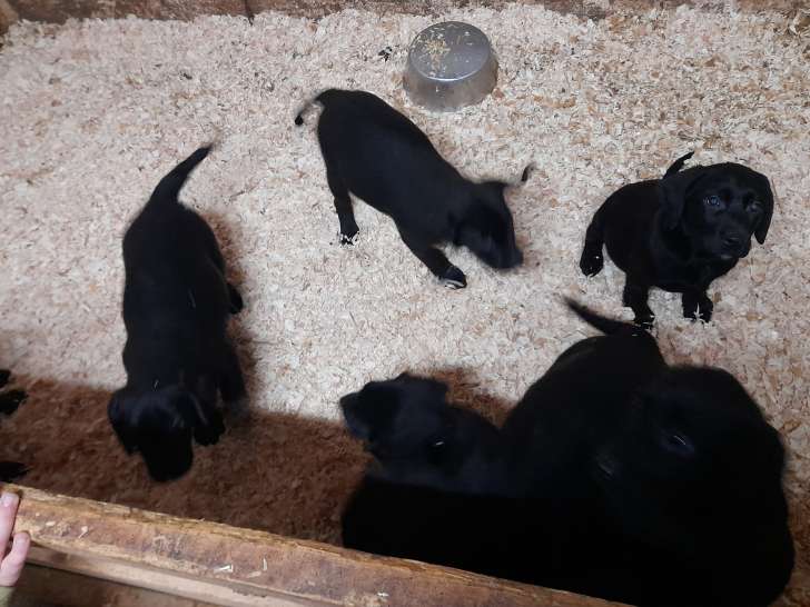 Labrador Retriever beiges et noirs à vendre