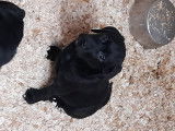 Labrador Retriever beiges et brund &agrave; vendre
