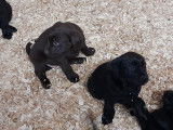 Labrador Retriever beiges et brund &agrave; vendre