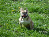 Chiot Bouledogue Français exotique rare à vendre