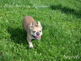 Chiot Bouledogue Français exotique rare à vendre