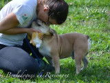 Chiot Bouledogue Français exotique rare à vendre