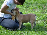 Chiot Bouledogue Français exotique rare à vendre