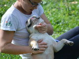 Chiot Bouledogue Français exotique rare à vendre