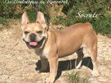 Chiot Bouledogue Français exotique rare à vendre