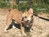 Chiot Bouledogue Français exotique rare à vendre