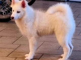 Pomsky femelles aux yeux bleus &agrave; vendre