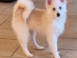 Pomsky femelles aux yeux bleus &agrave; vendre