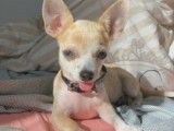 De race Chihuahua disponible pour saillie