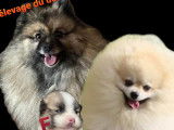 Chiots de type Spitz Allemand à vendre (1 femelle & 4 mâles)