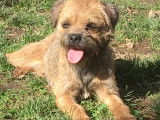 Chiot Border terrier