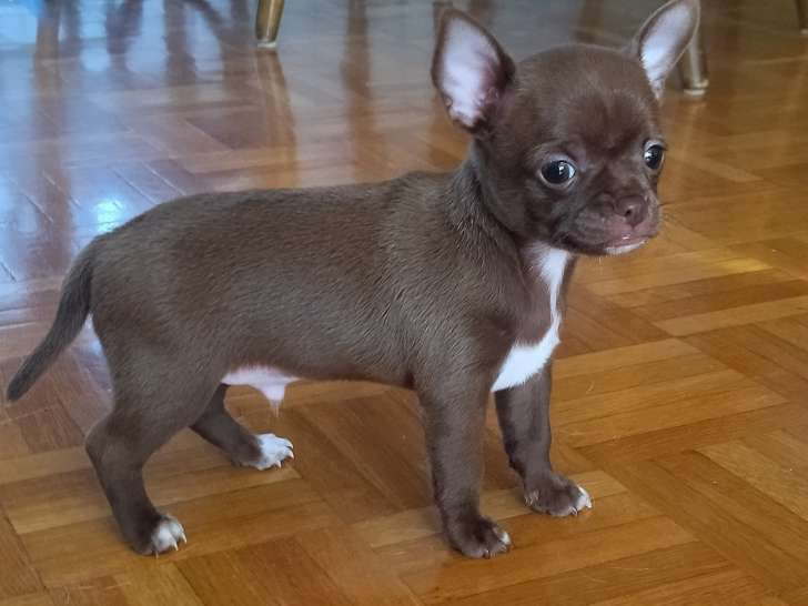 Superbes chiots Chihuahua LOF à vendre