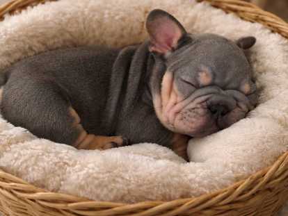 Bouledogue Français