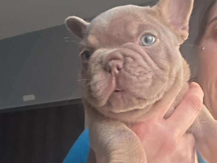 Bouledogue Français