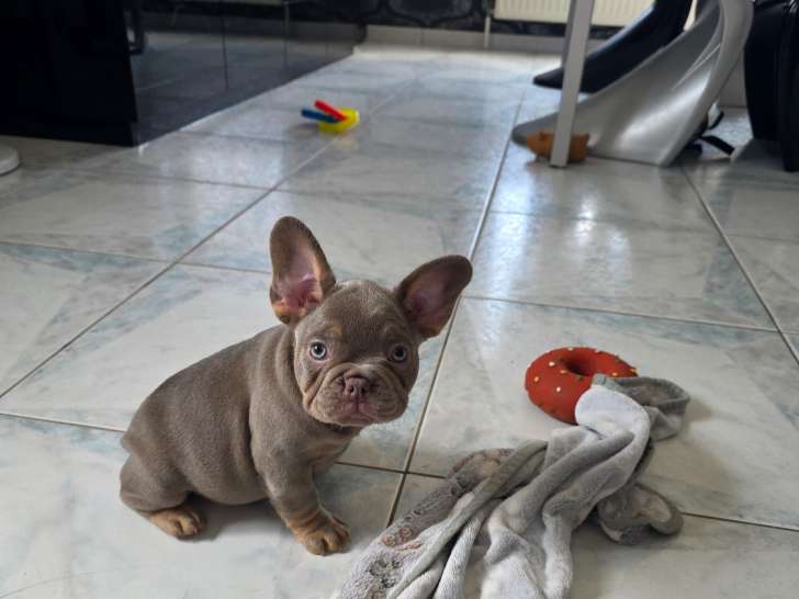 Bouledogue Français