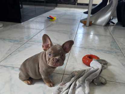 Bouledogue Français