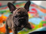 Bouledogue Français
