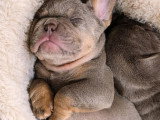 Bouledogue Français