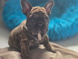 Bouledogue Français