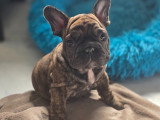 Bouledogue Français