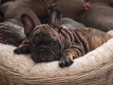 Bouledogue Français