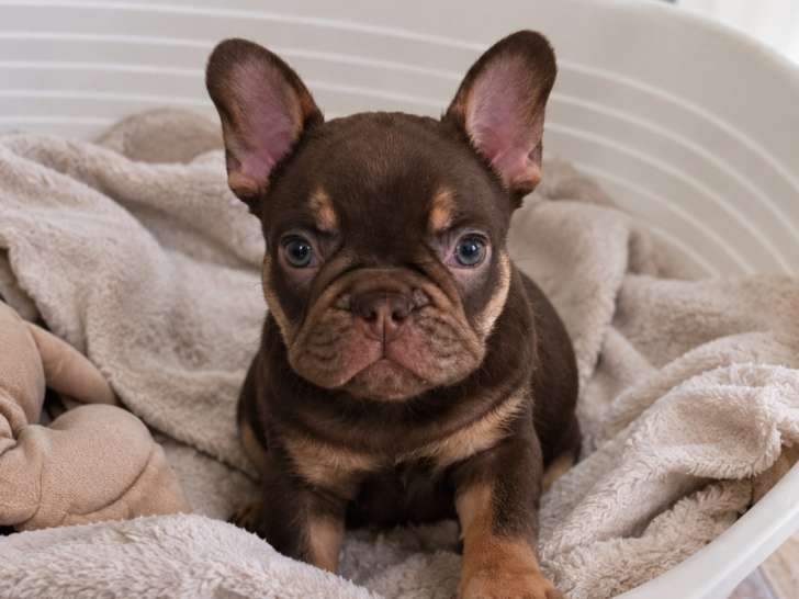 Bouledogue Français