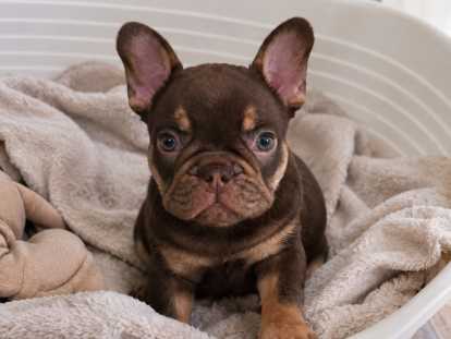 Bouledogue Français
