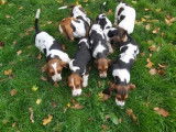 Paisibles chiots Bassets Hound non LOSH disponibles : 3 femelles et 3 mâles